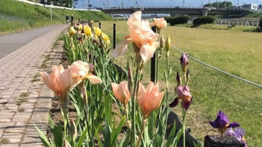 ジャーマンアイリスの手入れ完了(甲府市 荒川河川敷)